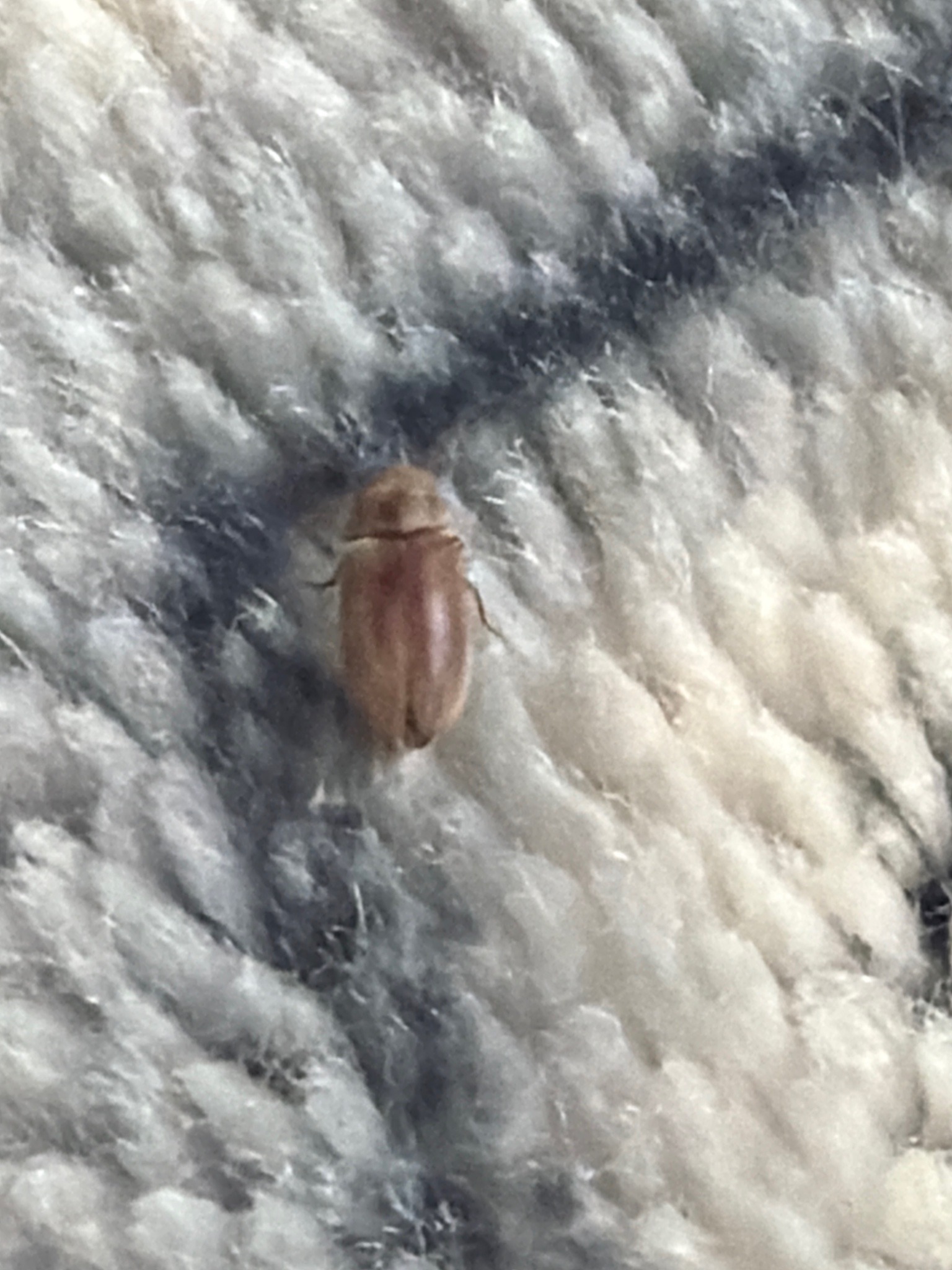Carpet beetle (likely varied carpet beetle)