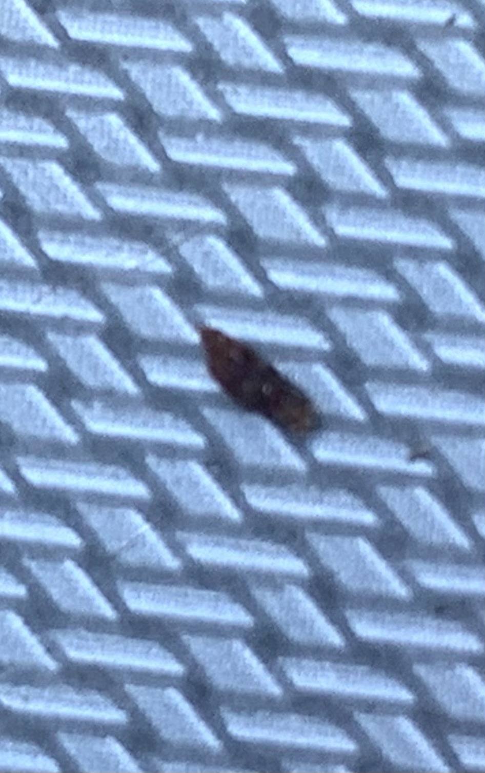 Carpet beetle (likely varied carpet beetle)