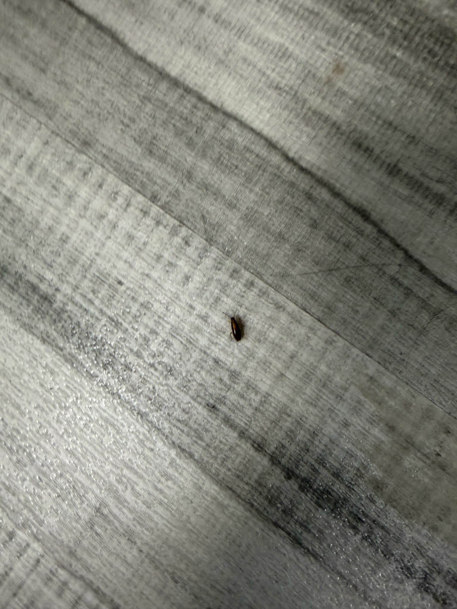 Carpet beetle (likely varied carpet beetle)