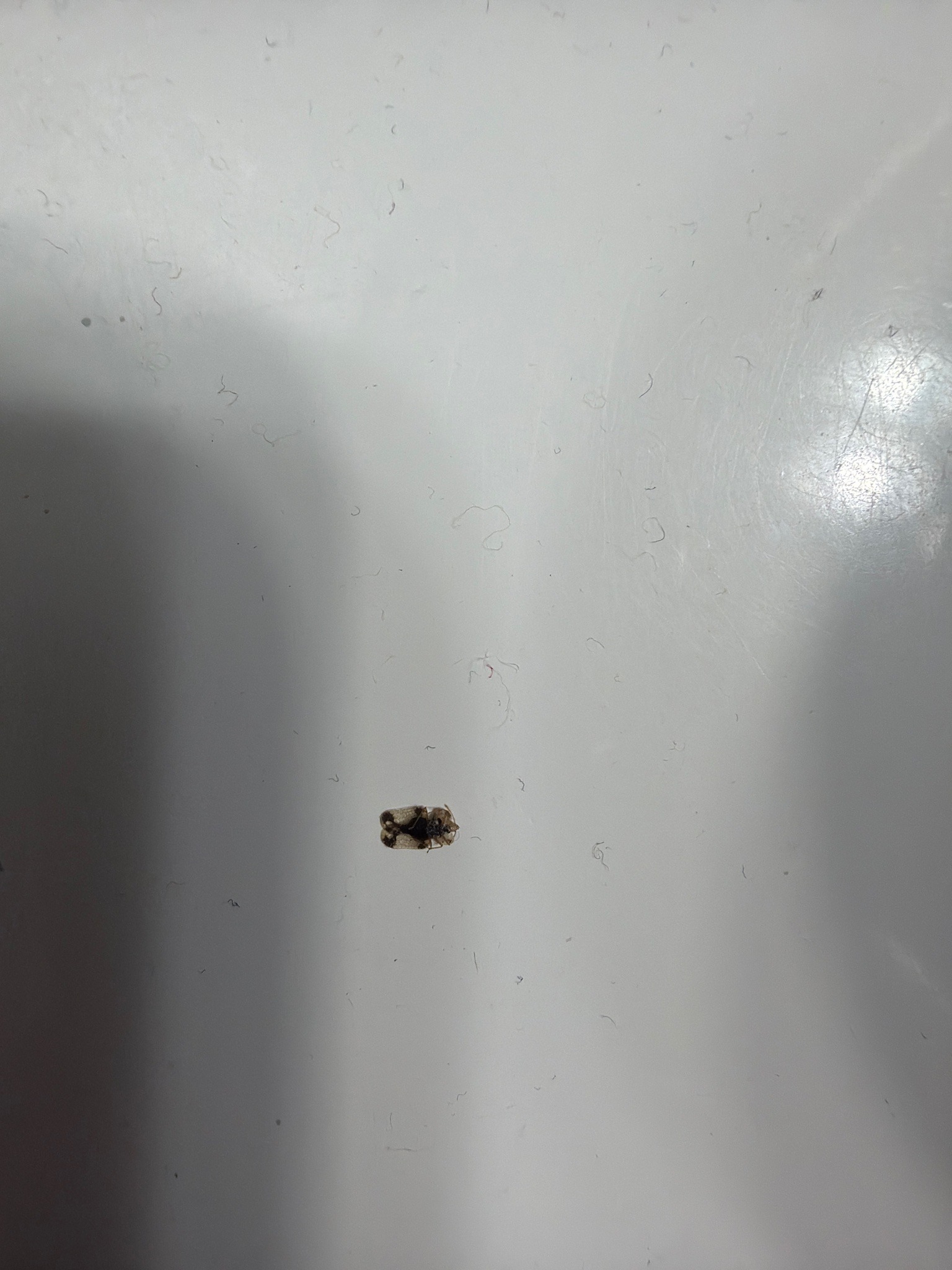 Carpet beetle (likely varied carpet beetle)