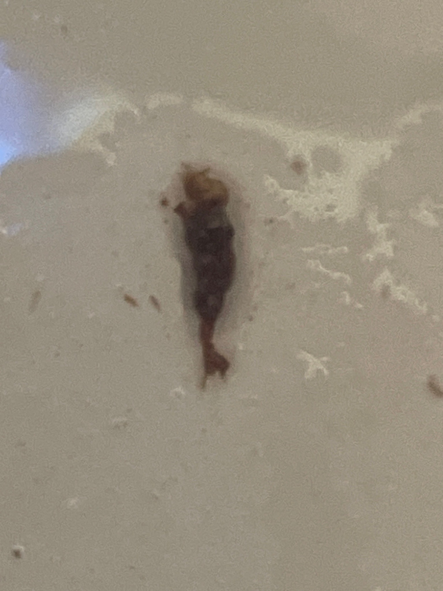 Case-bearing clothes moth (larva)