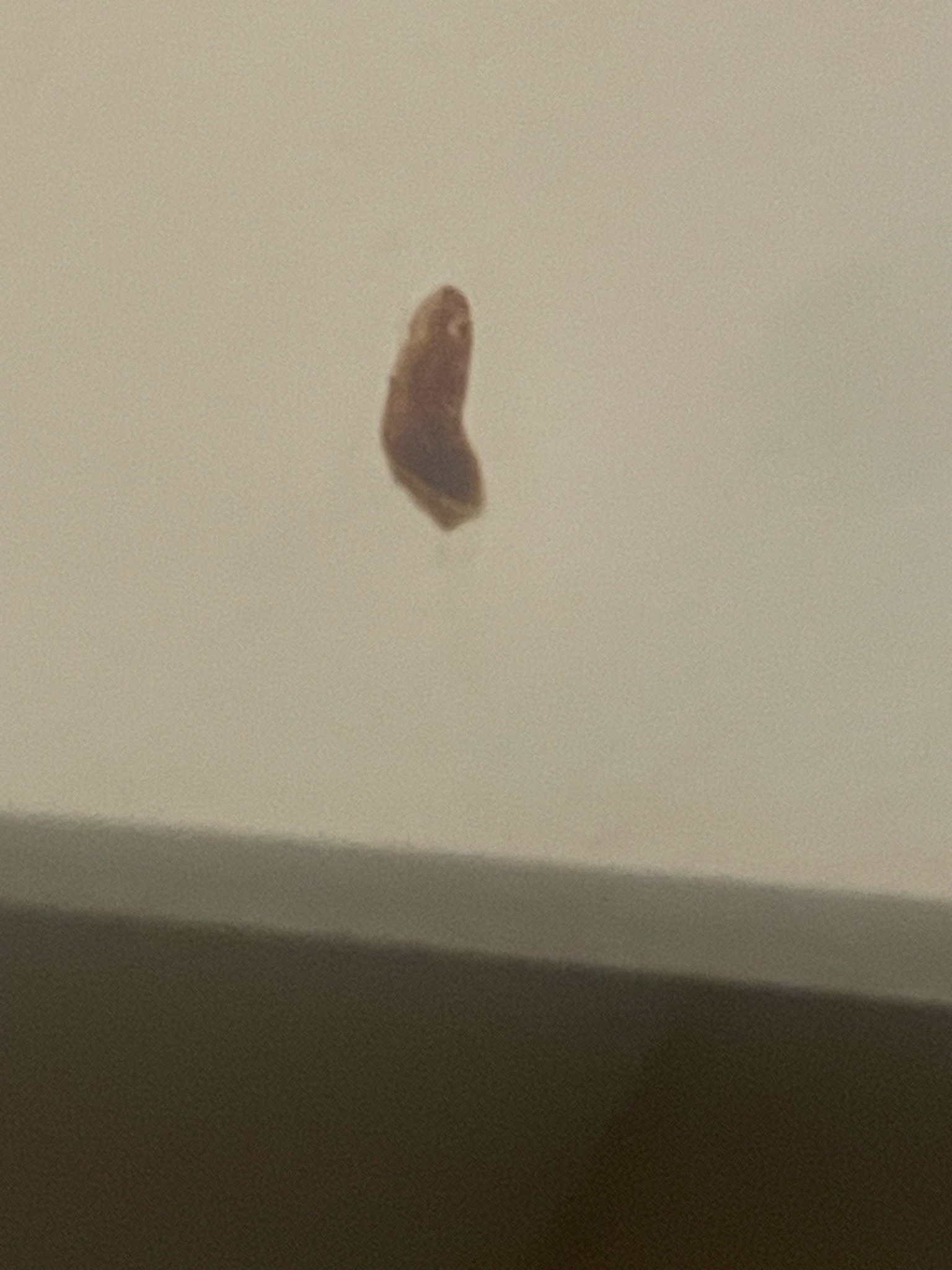 Case-bearing clothes moth (larva)