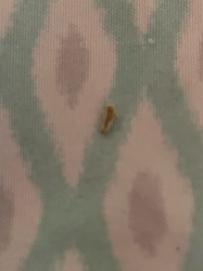 Case-bearing Clothes Moth (larva case)