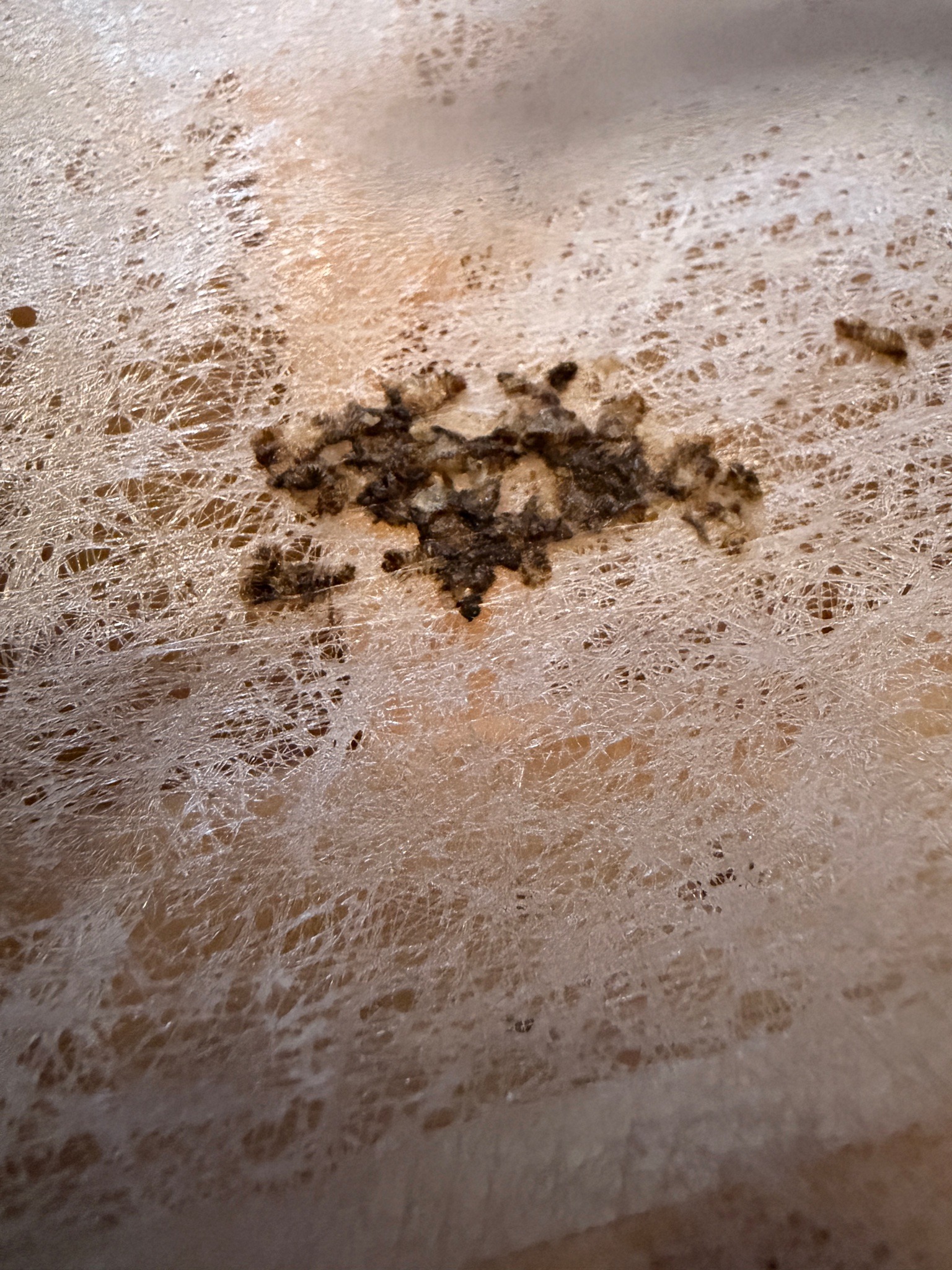 Case-bearing clothes moth (likely larval cases and frass)