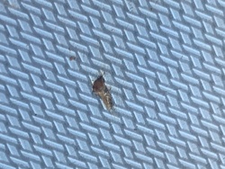 Case-bearing clothes moth (probable)