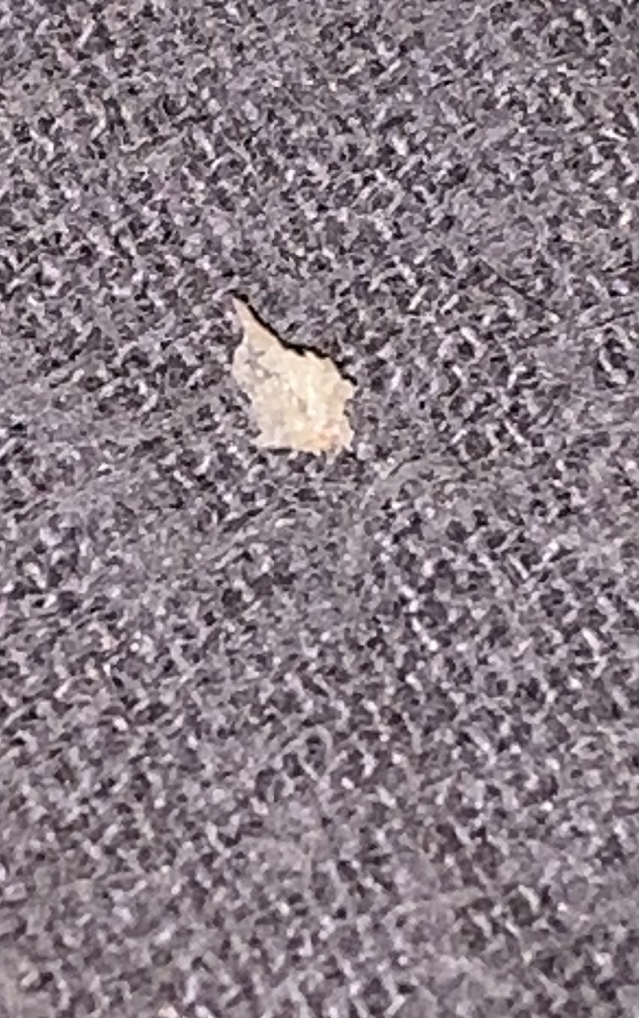 Casemaking Clothes Moth