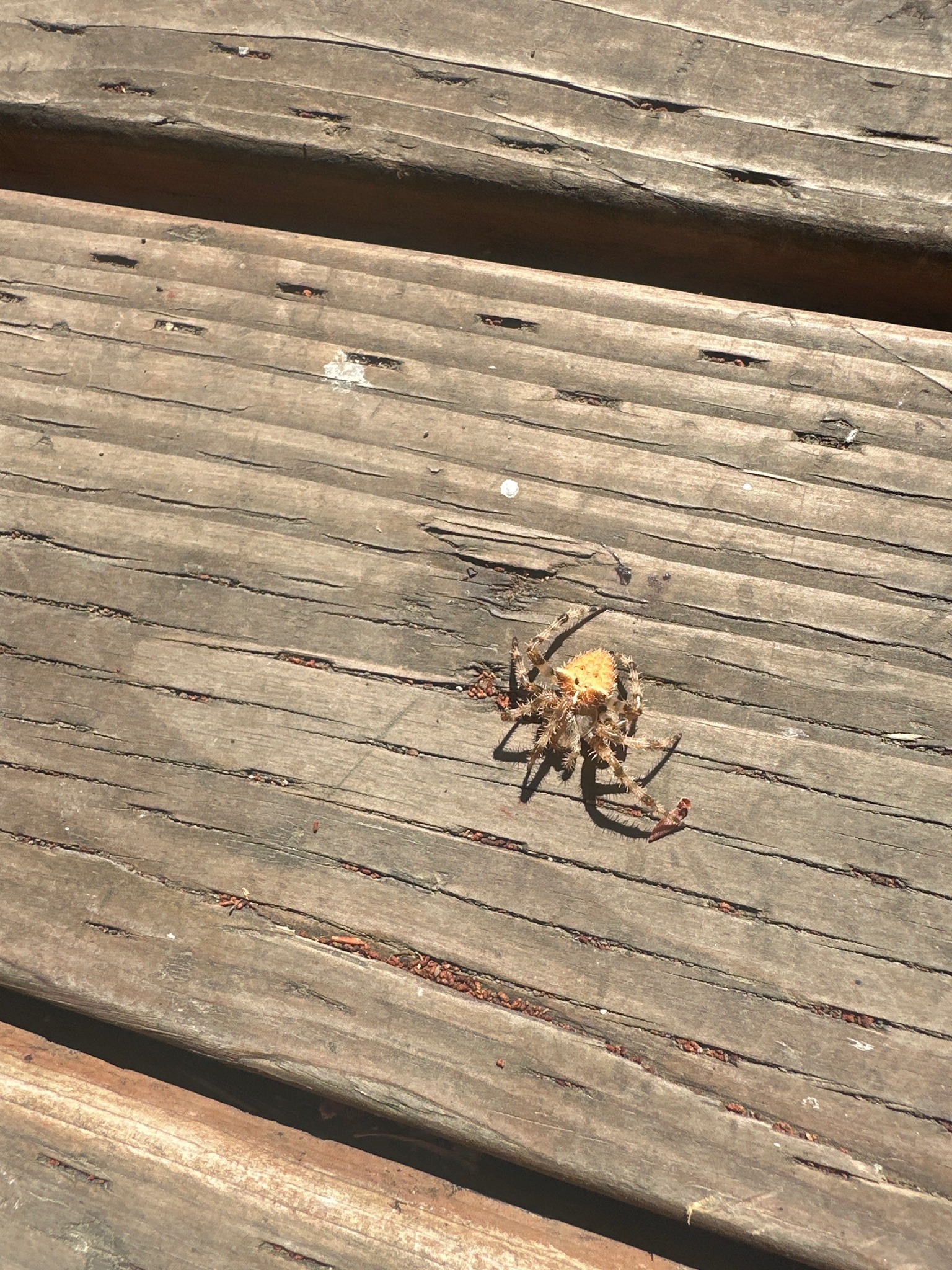 Cat-faced Spider