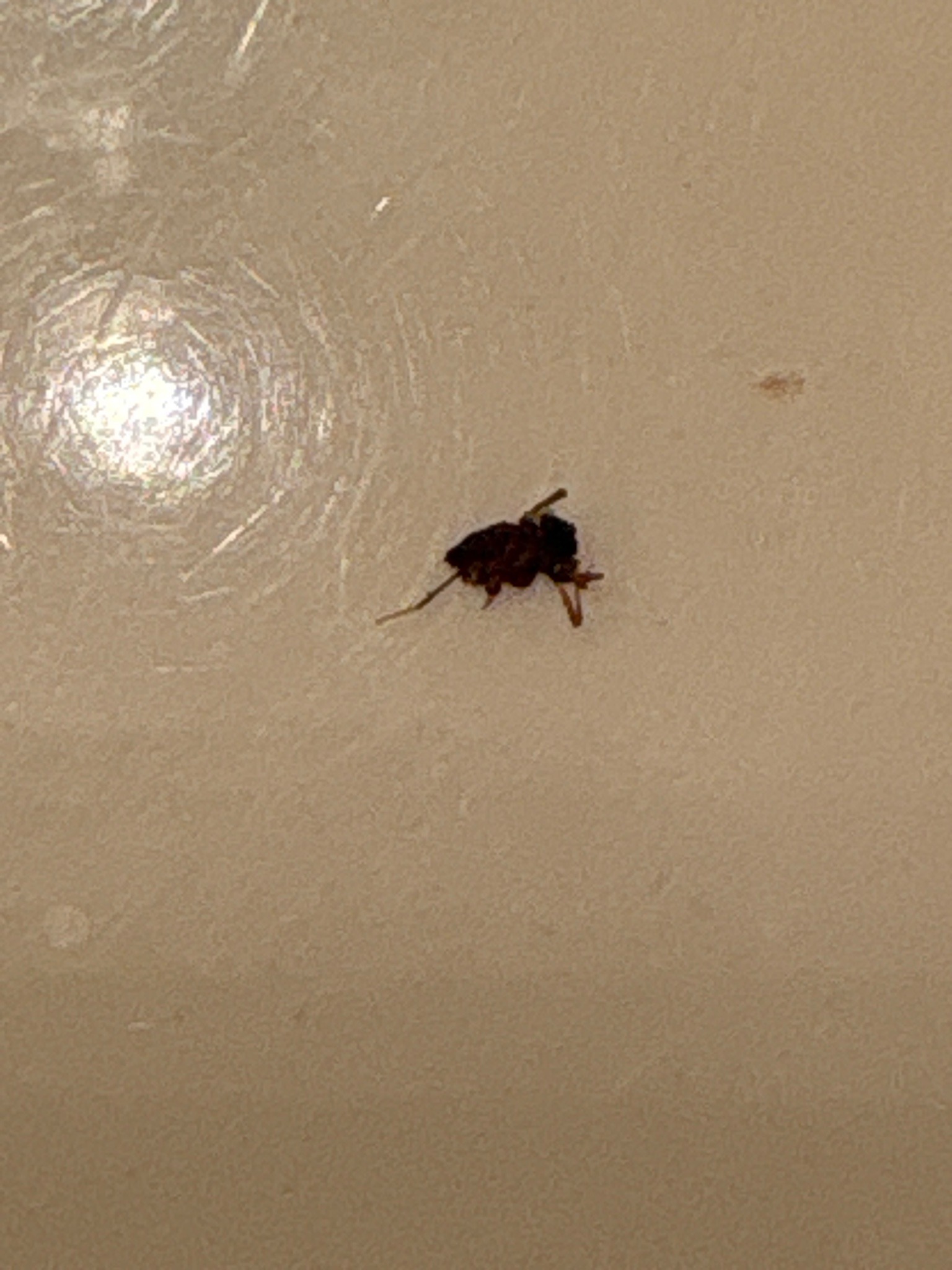 Cat Flea