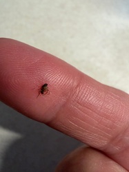 Cat Flea (or Dog Flea)