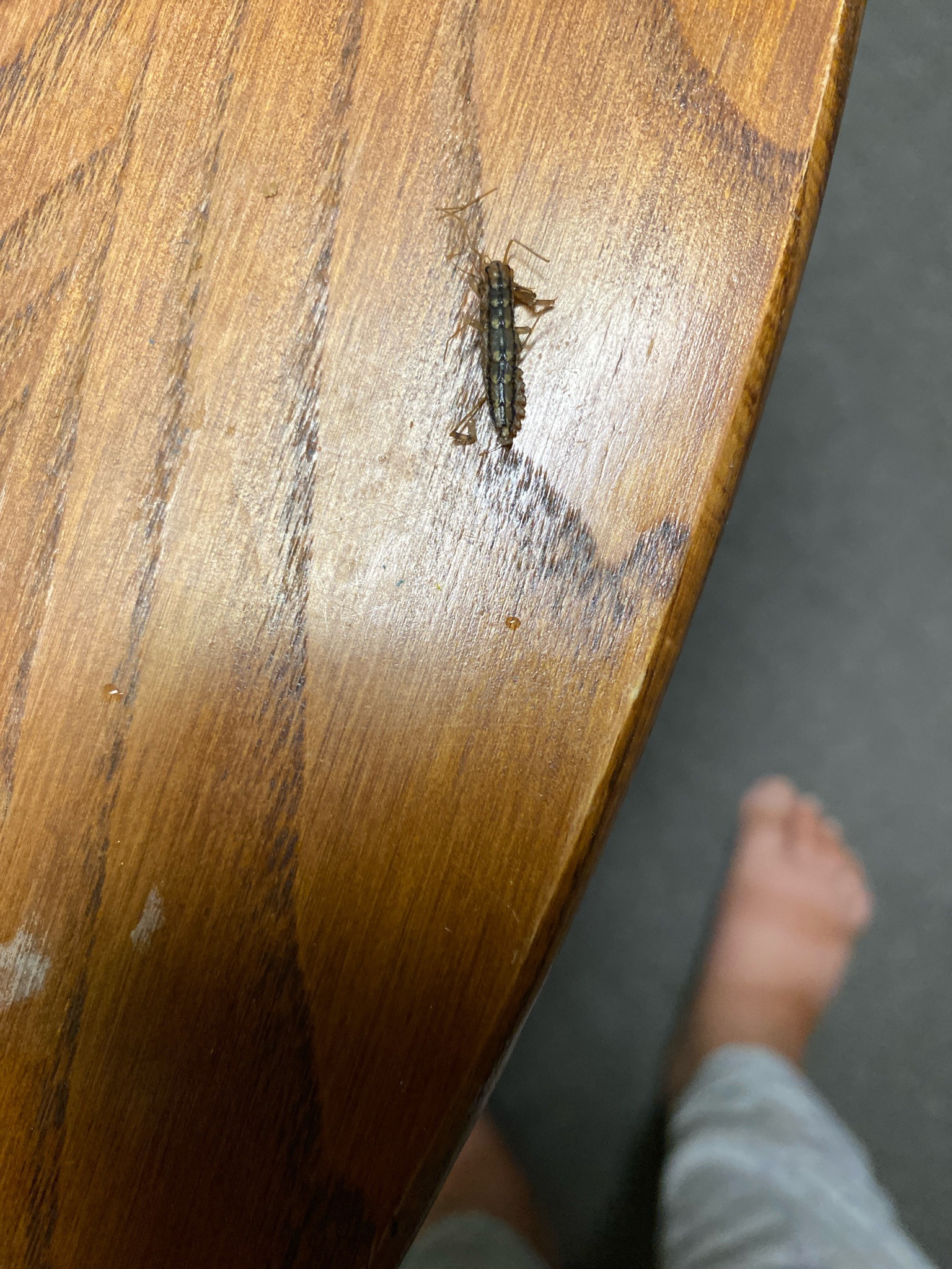 Cave cricket or camel cricket