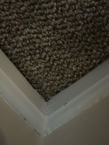 Varied Carpet Beetle