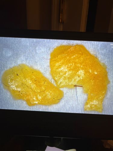 Mold or Fungi (specifically a slime mold or similar growth)