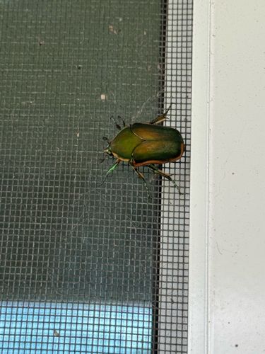 Green June Beetle
