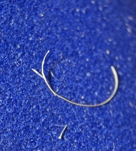 Horsehair Worm (Gordian Worm)