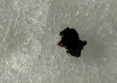 Bed Bug