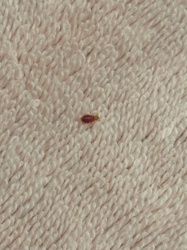 Bed Bug