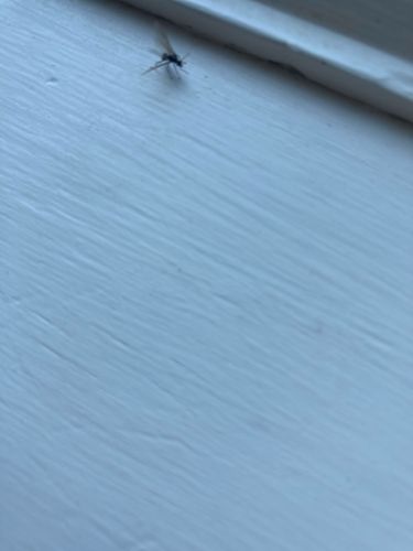 Fungus Gnat
