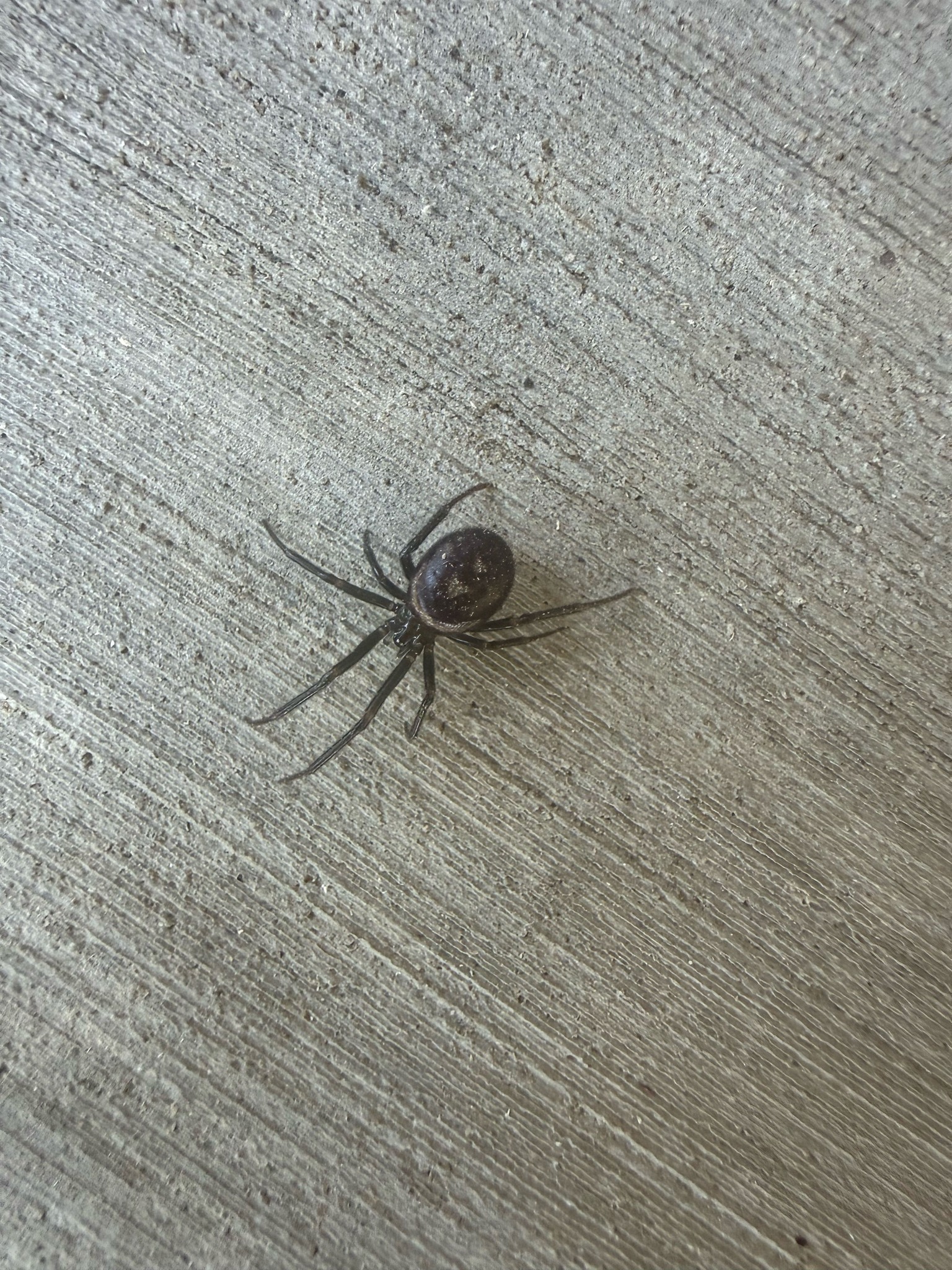 False Widow Spider (specifically the Noble False Widow)
