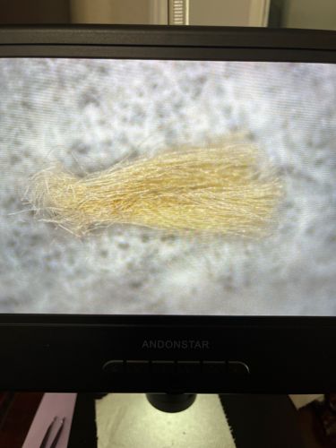 Not identifiable as an insect or bug