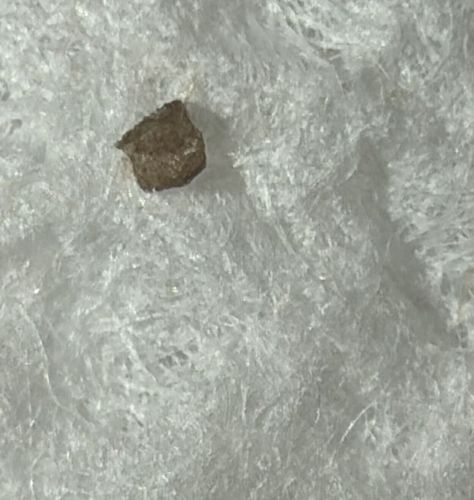 Carpet Beetle (Larva)