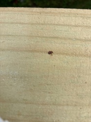 It is difficult to definitively identify the exact species from the provided image due to its small size and lack of clear features. However, based on the general appearance as a small, reddish-brown speck on wood, it could potentially be a species of mite or a very small beetle.