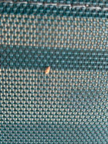 Scabies Mite