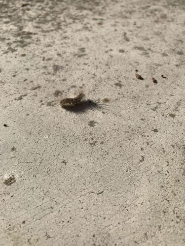 Carpet Beetle Larva (likely Varied Carpet Beetle or Black Carpet Beetle)