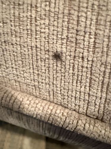 Carpet Beetle (larva)