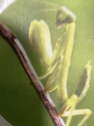 Praying Mantis