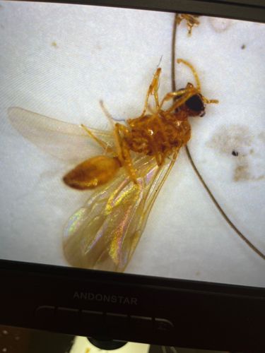 Winged Ant or Queen Ant