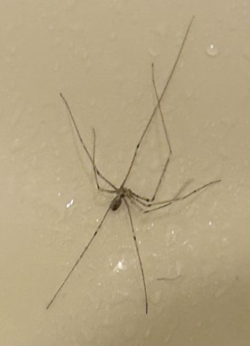 Cellar Spider, Daddy Long-legs Spider