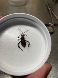 Leaf-footed Bug