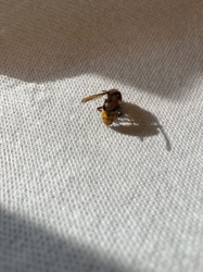 European Hornet