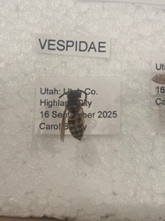 Wasp (likely Yellowjacket or Hornet)