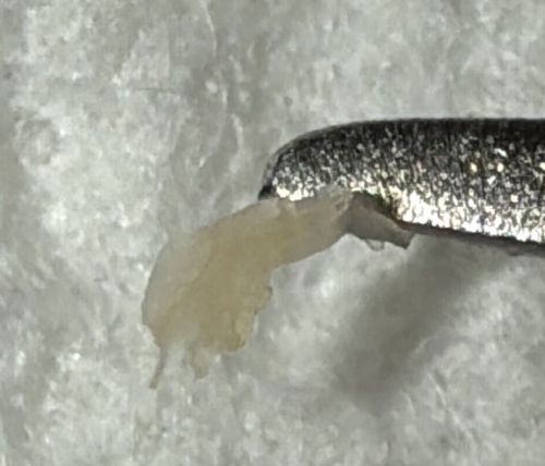 Drain Fly Larva