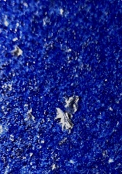 Woolly Aphid