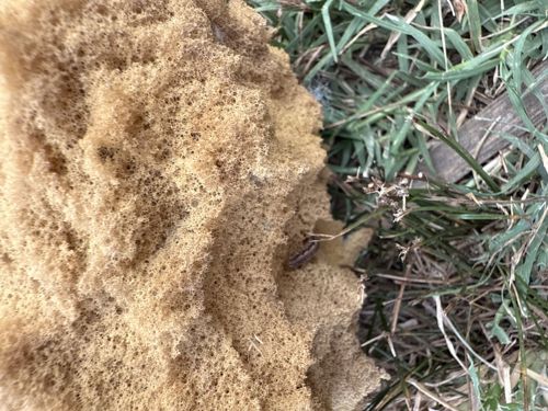 Spittlebug (nymph within spittle mass)