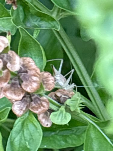 Cricket (likely a tree cricket or a young field cricket)