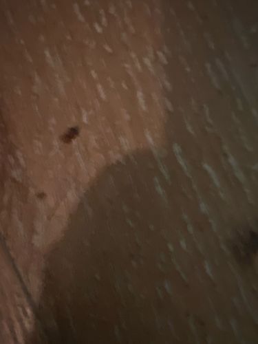 Bed Bug