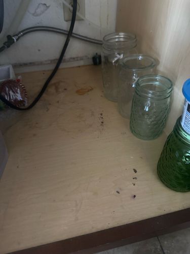 Cockroach (based on droppings)