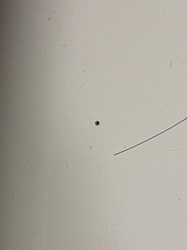 It is not possible to identify the insect from the provided image.