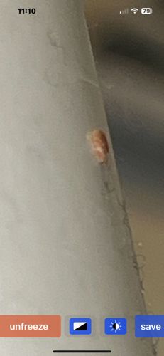 German Cockroach Nymph