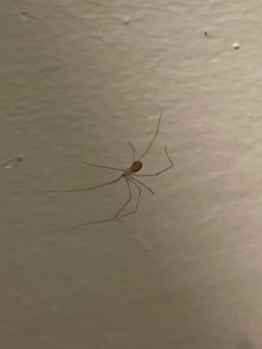 Cellar Spider