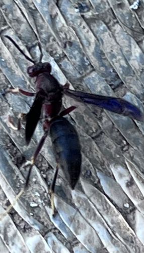 Great Golden Digger Wasp