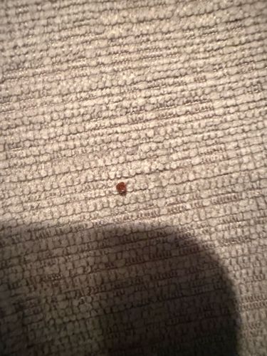 Bed Bug