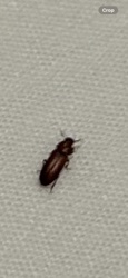 Sawtoothed Grain Beetle