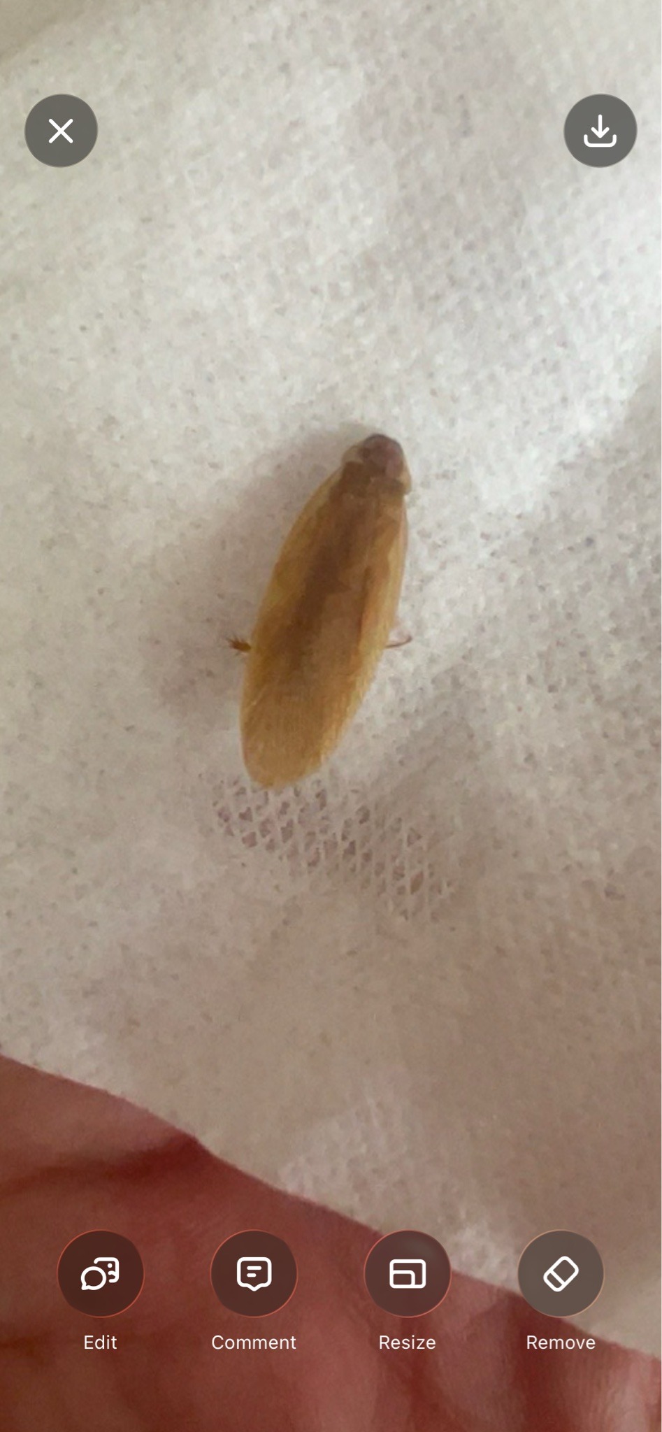 Surinam cockroach