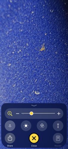 Birdhouse Spider (or Wall Spider)