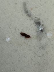 Unidentifiable organic debris