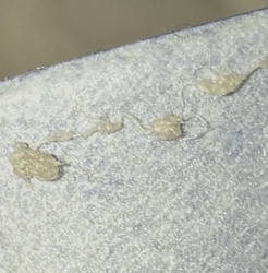 Webbing Clothes Moth (Larvae/Webbing)
